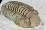 Bargain, Long Kainops Trilobite - Oklahoma #104033-3